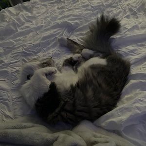 Meet your Posher, Brooklyn